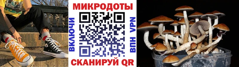 Псилоцибиновые грибы мицелий  Чайковский 